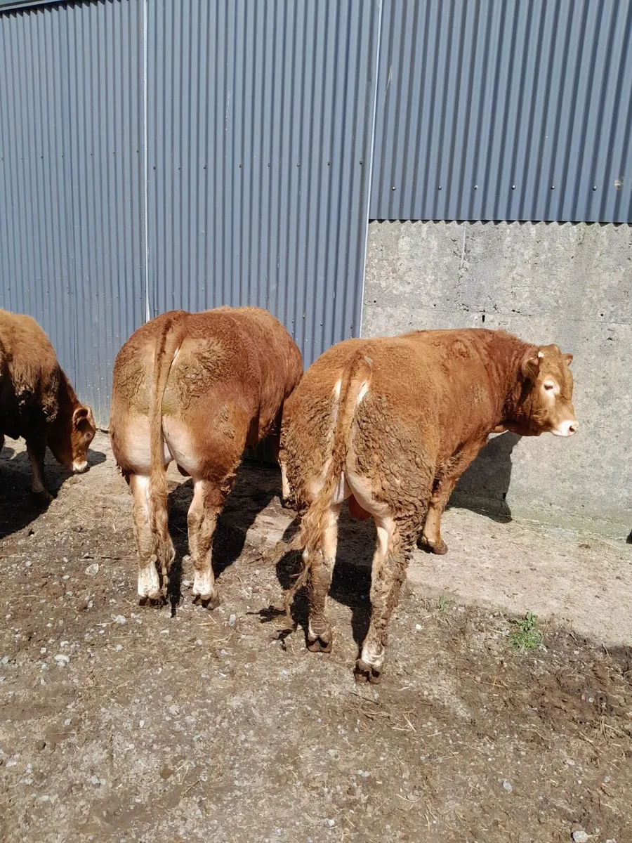4 Limousin bulls - Image 4