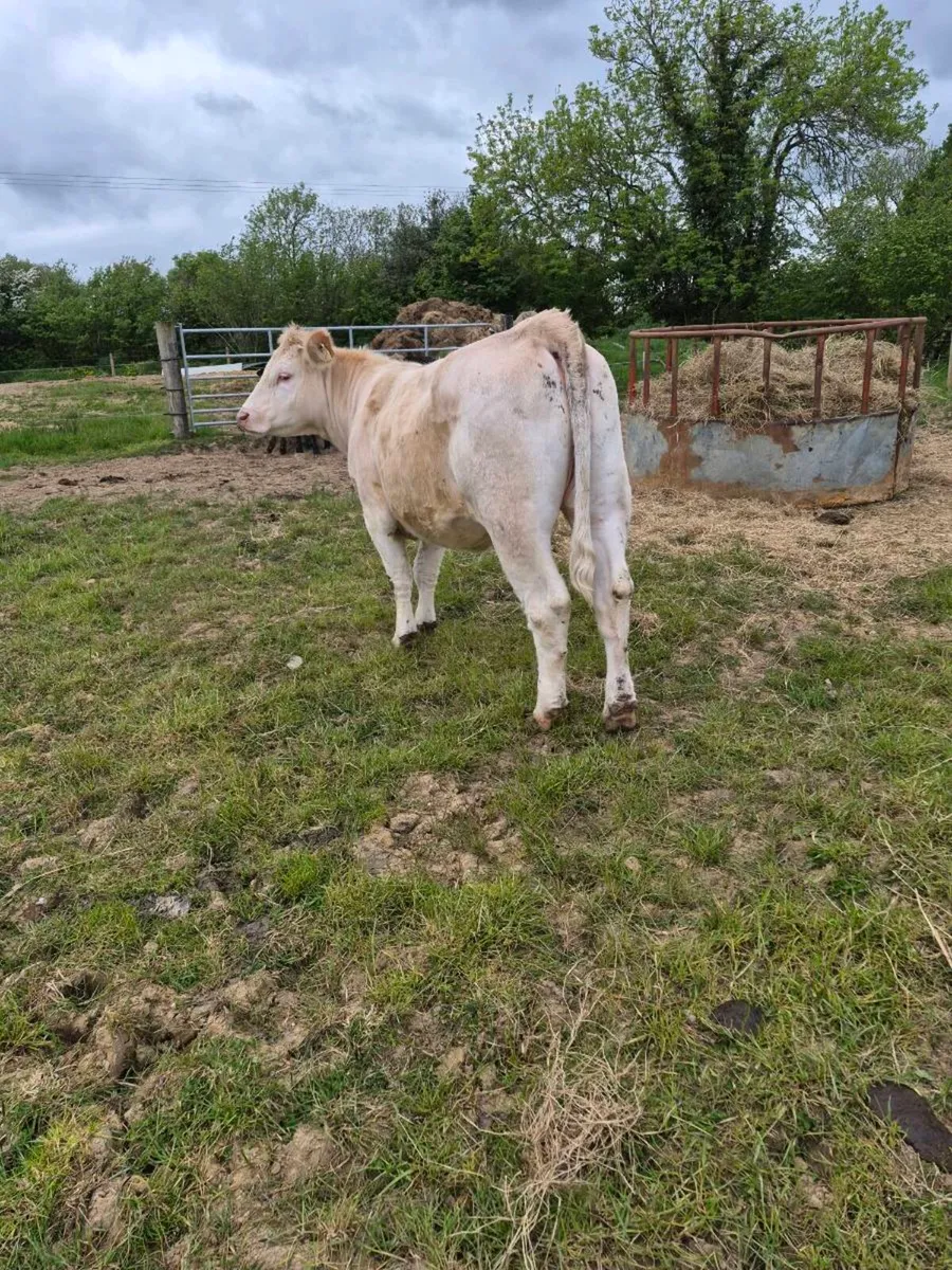 Suckler bred Heifer - Image 1