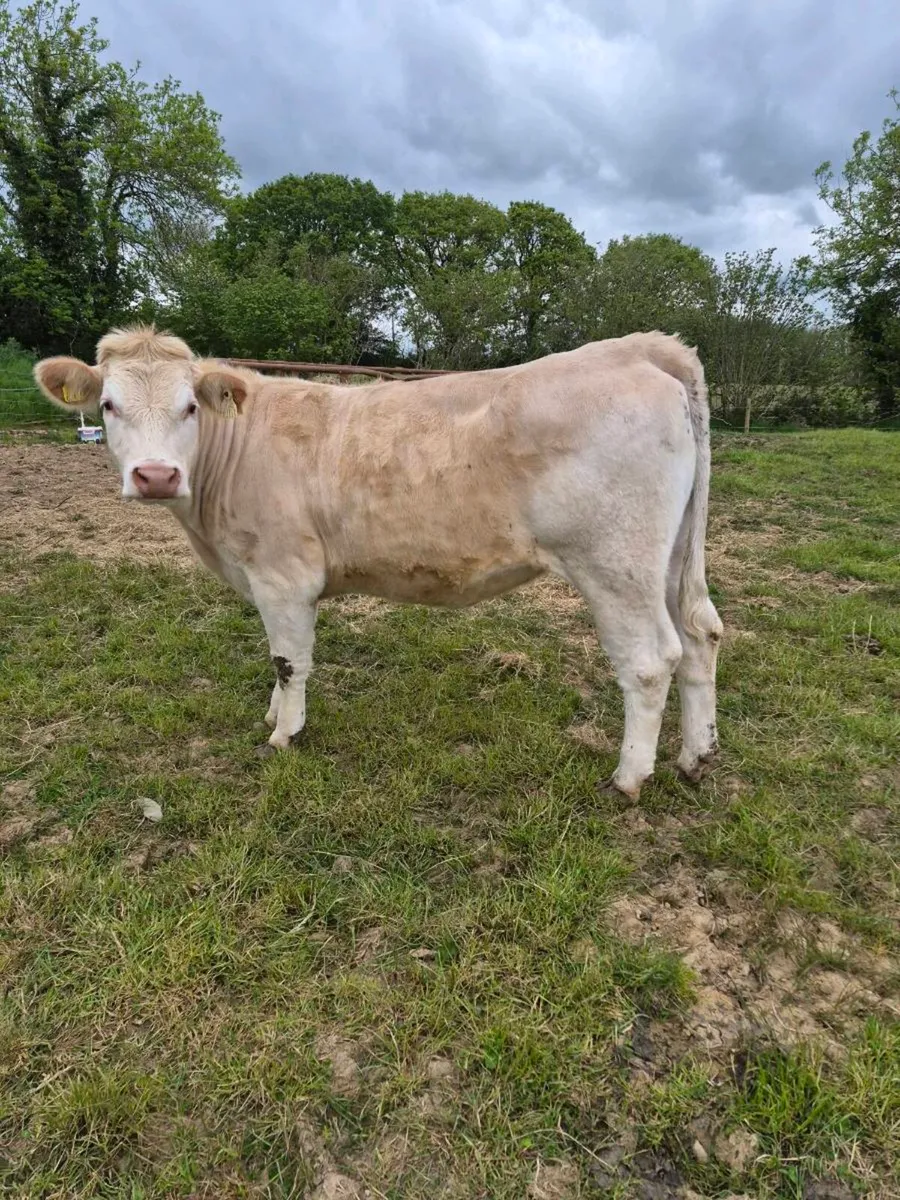 Suckler bred Heifer - Image 2
