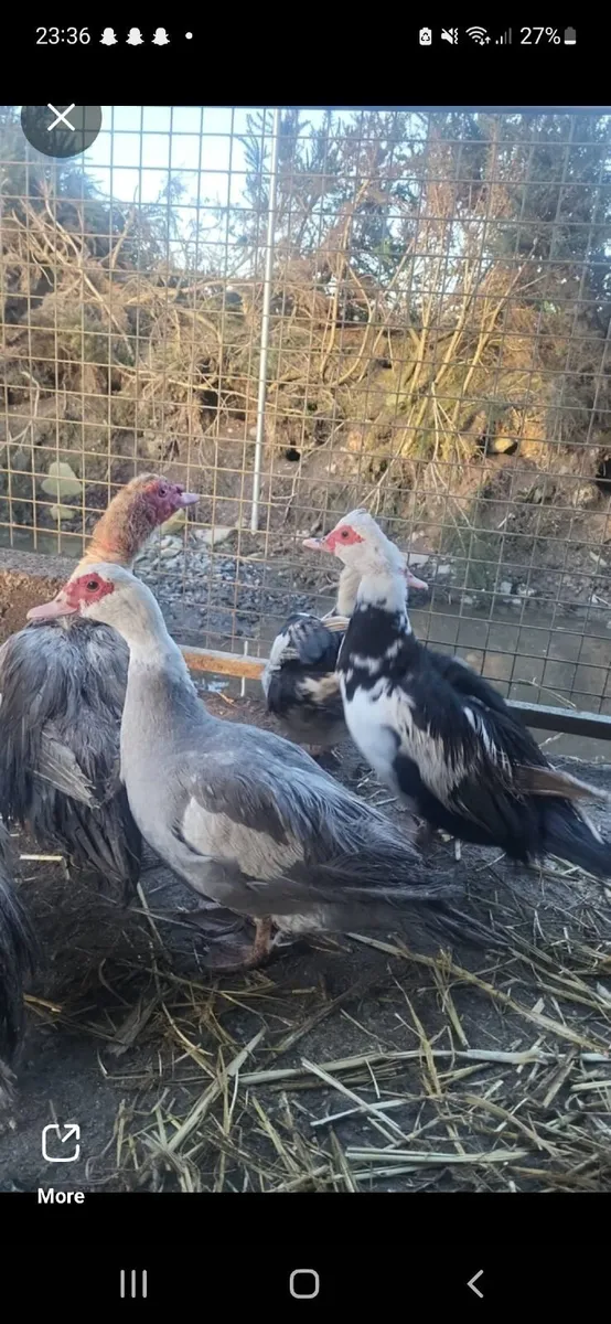 Muscovy quad