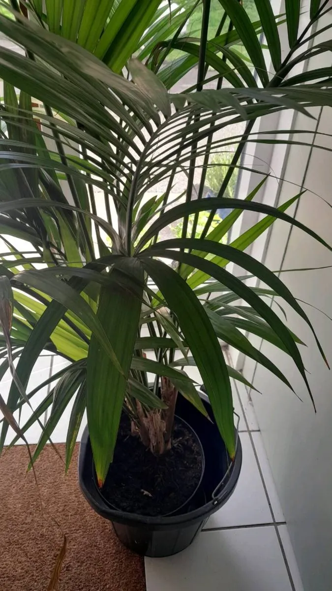 House Plant - Image 2