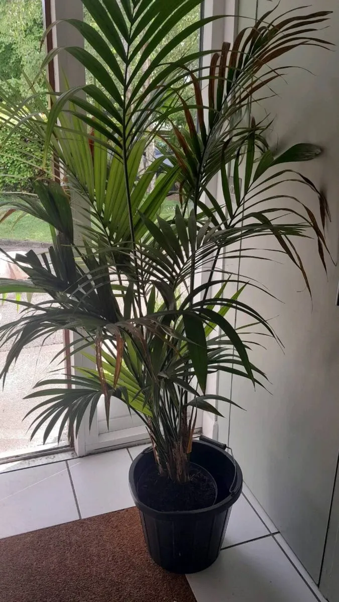 House Plant - Image 3