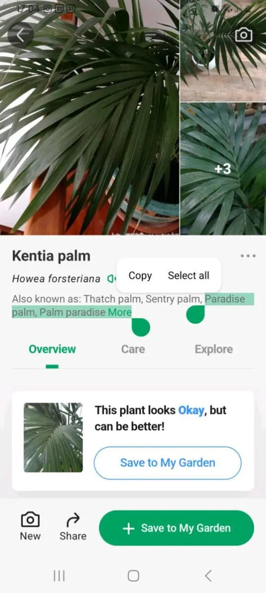 House Plant - Image 4