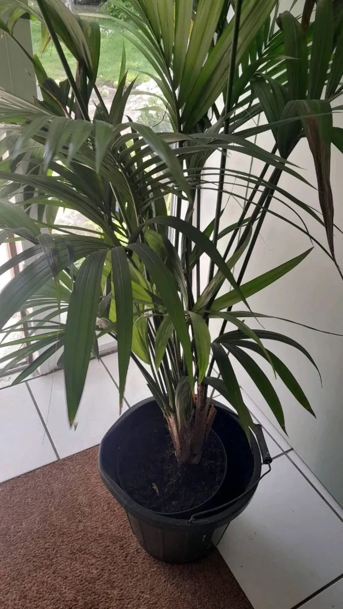 House Plant - Image 1