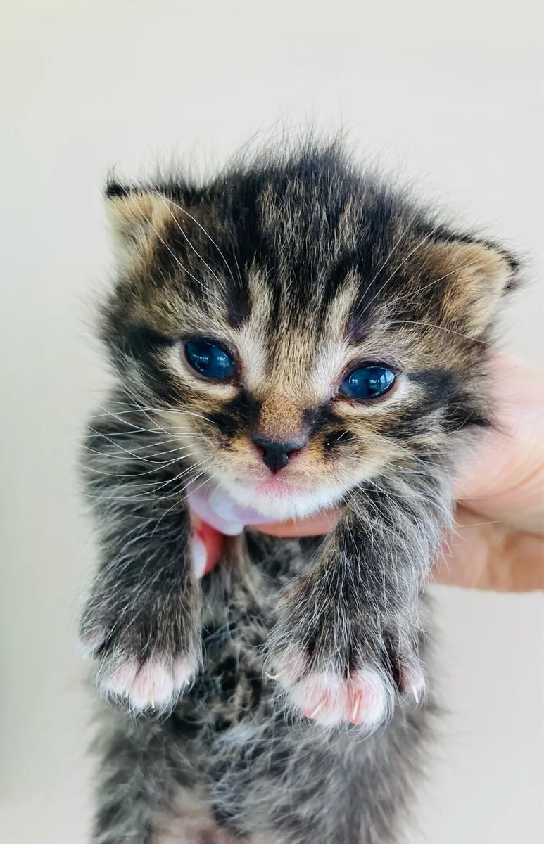 British long hair mix kittens - Image 1