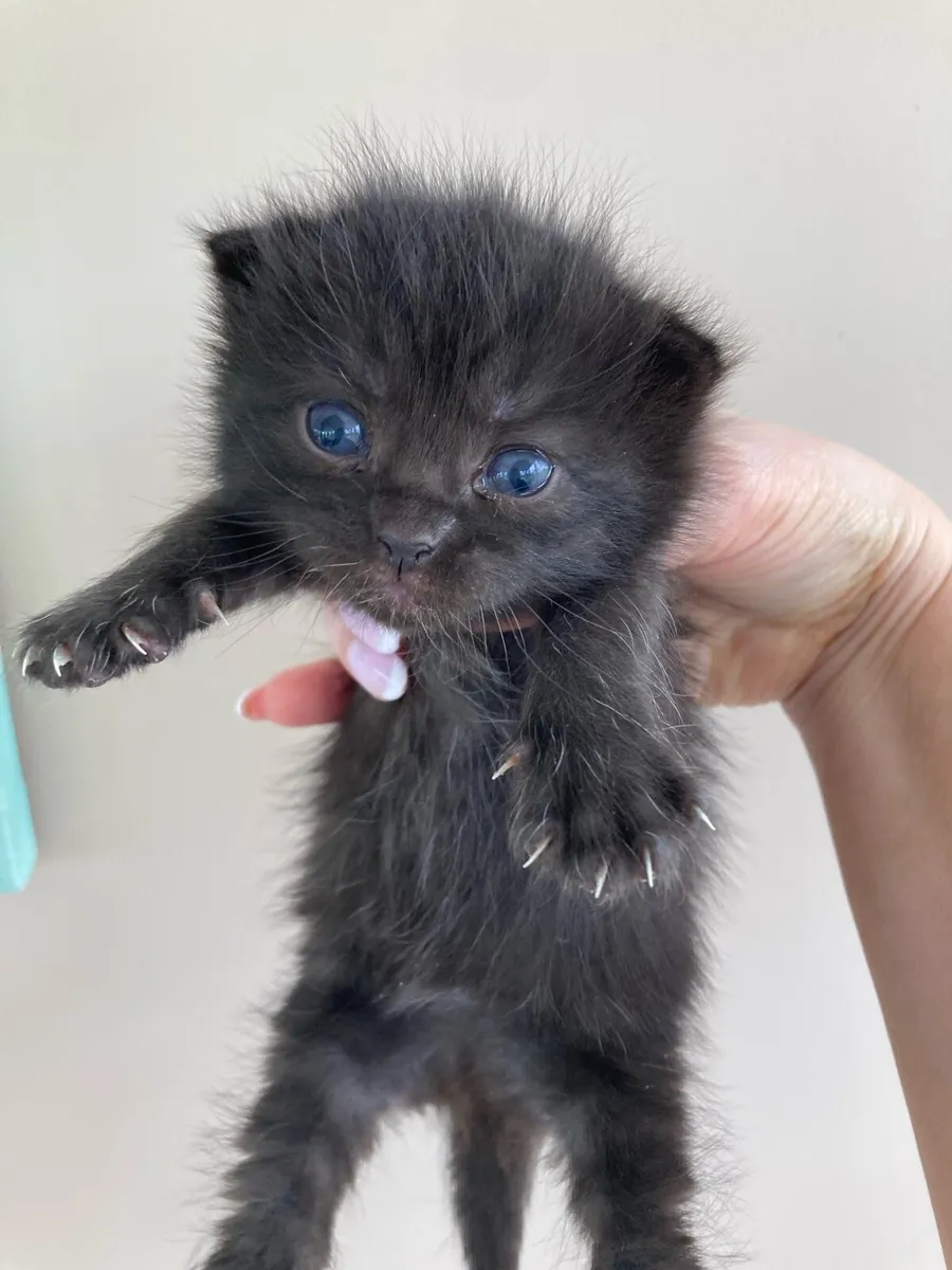 British long hair mix kittens - Image 2