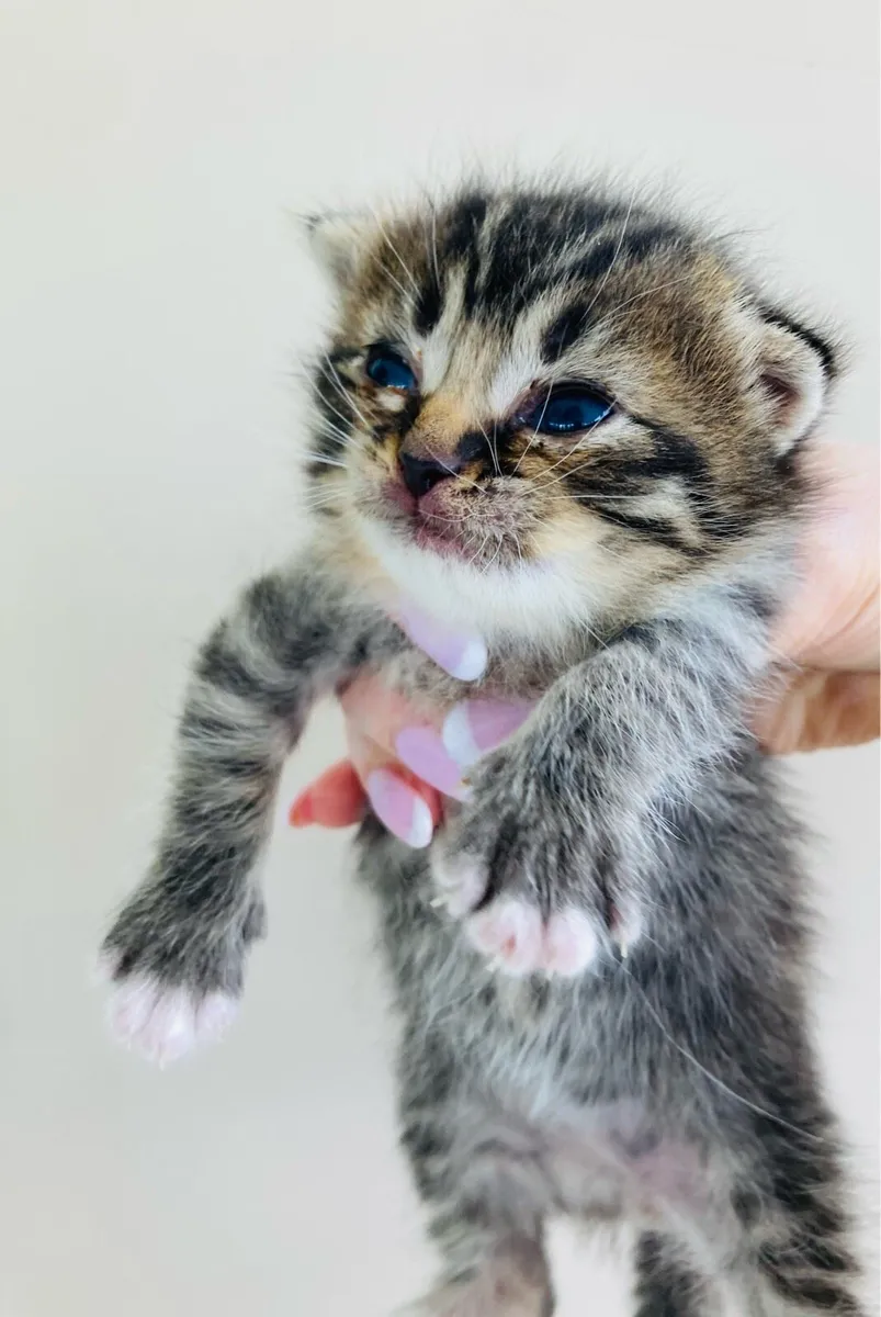British long hair mix kittens - Image 3