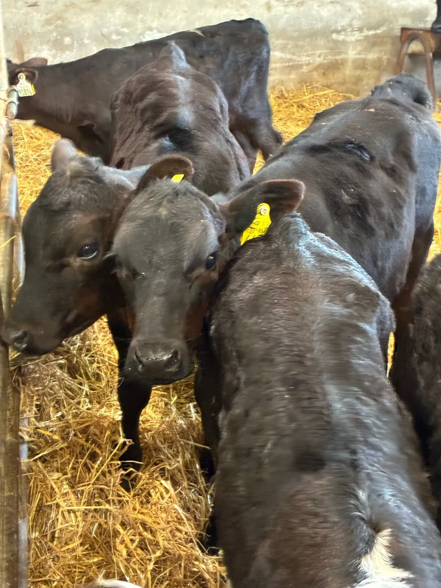 SUPER QUALITY AA HEIFER CALVES 3 MONTHS OLD - Image 2