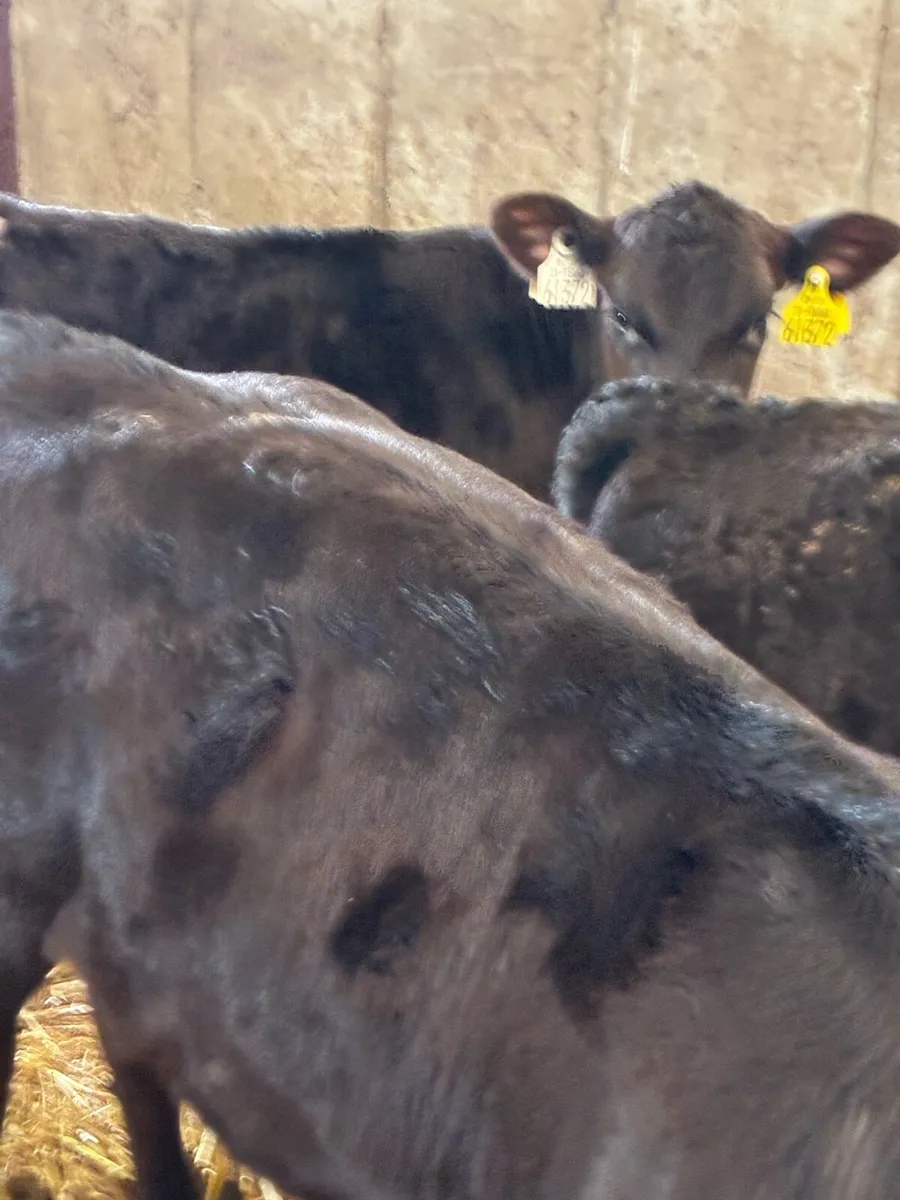 SUPER QUALITY AA HEIFER CALVES 3 MONTHS OLD - Image 3