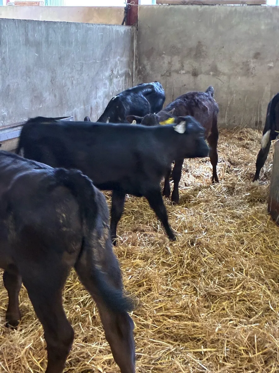 SUPER QUALITY AA HEIFER CALVES 3 MONTHS OLD - Image 4