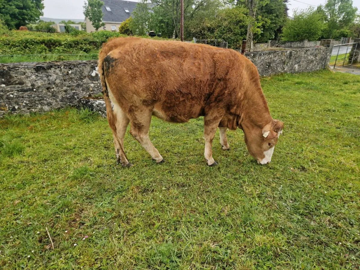 Smashing limousin X simental springer for sale - Image 3