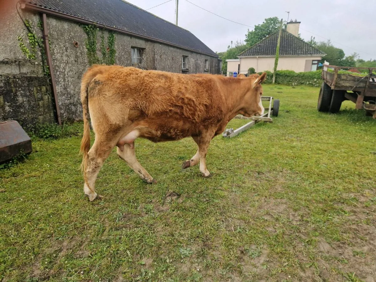 Smashing limousin X simental springer for sale - Image 4