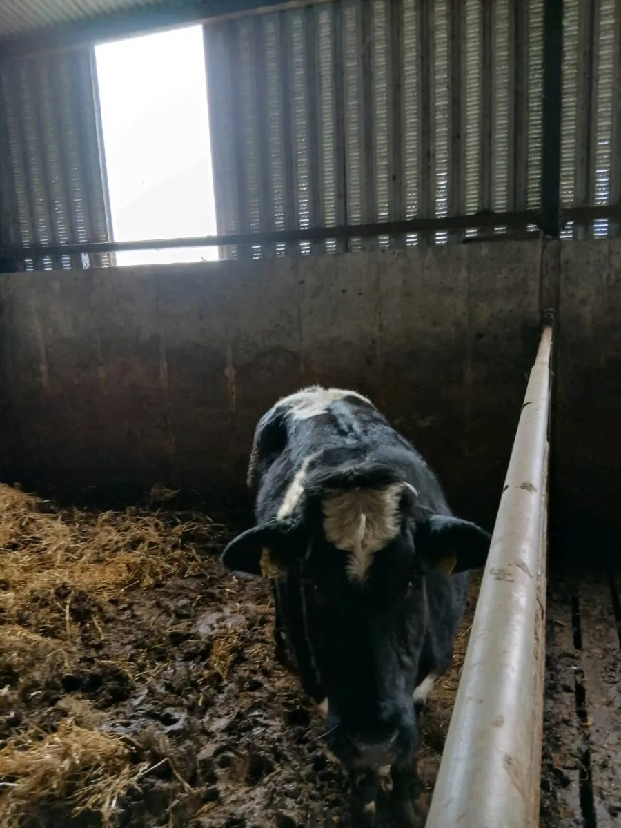 Heifer - Image 1
