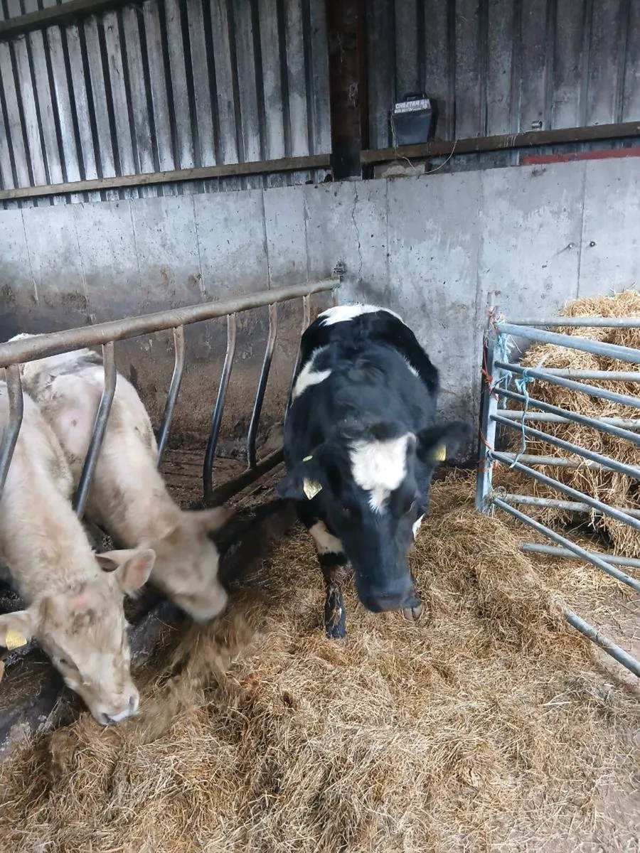 Heifer - Image 2