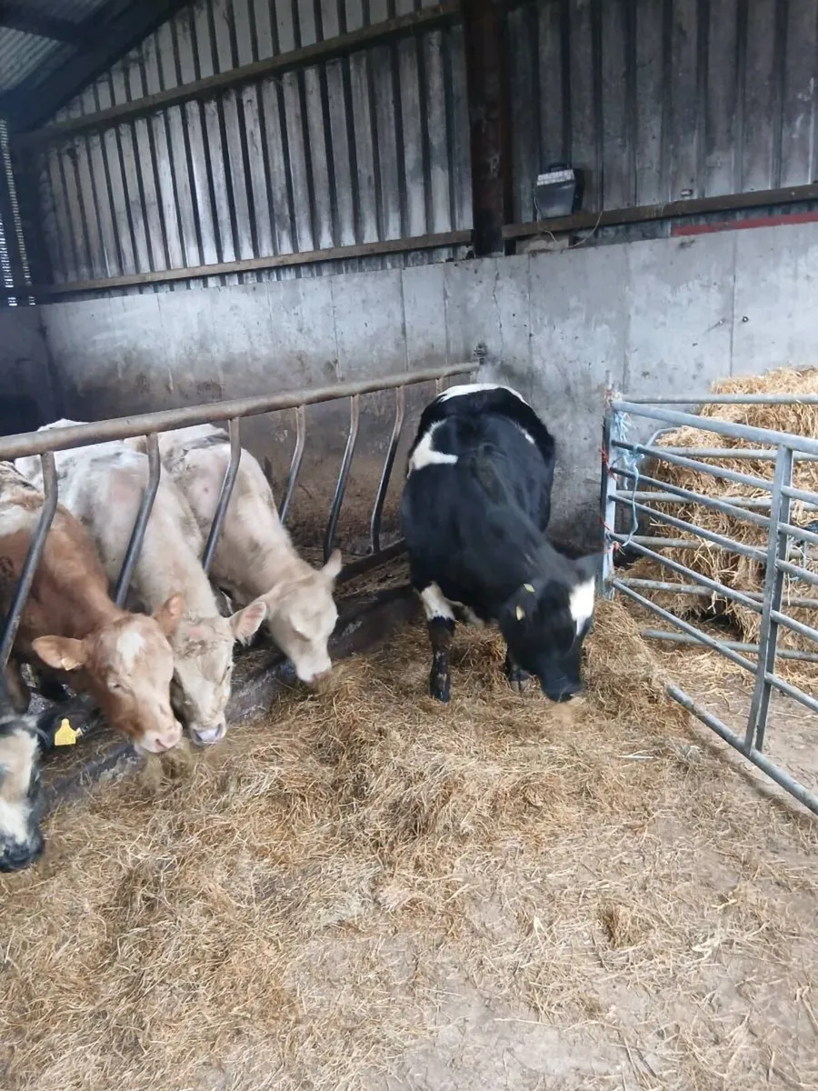 Heifer - Image 3