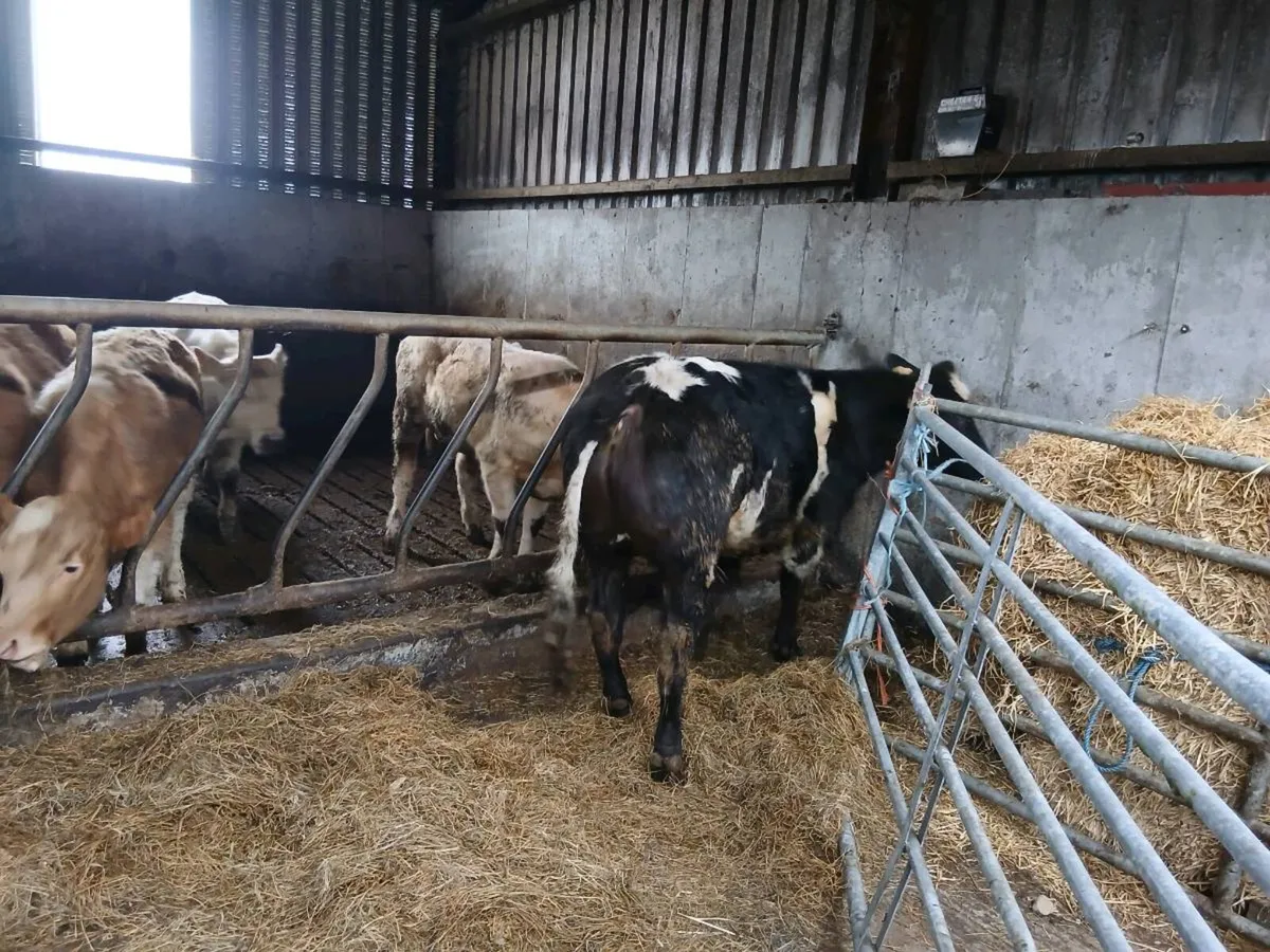Heifer - Image 4