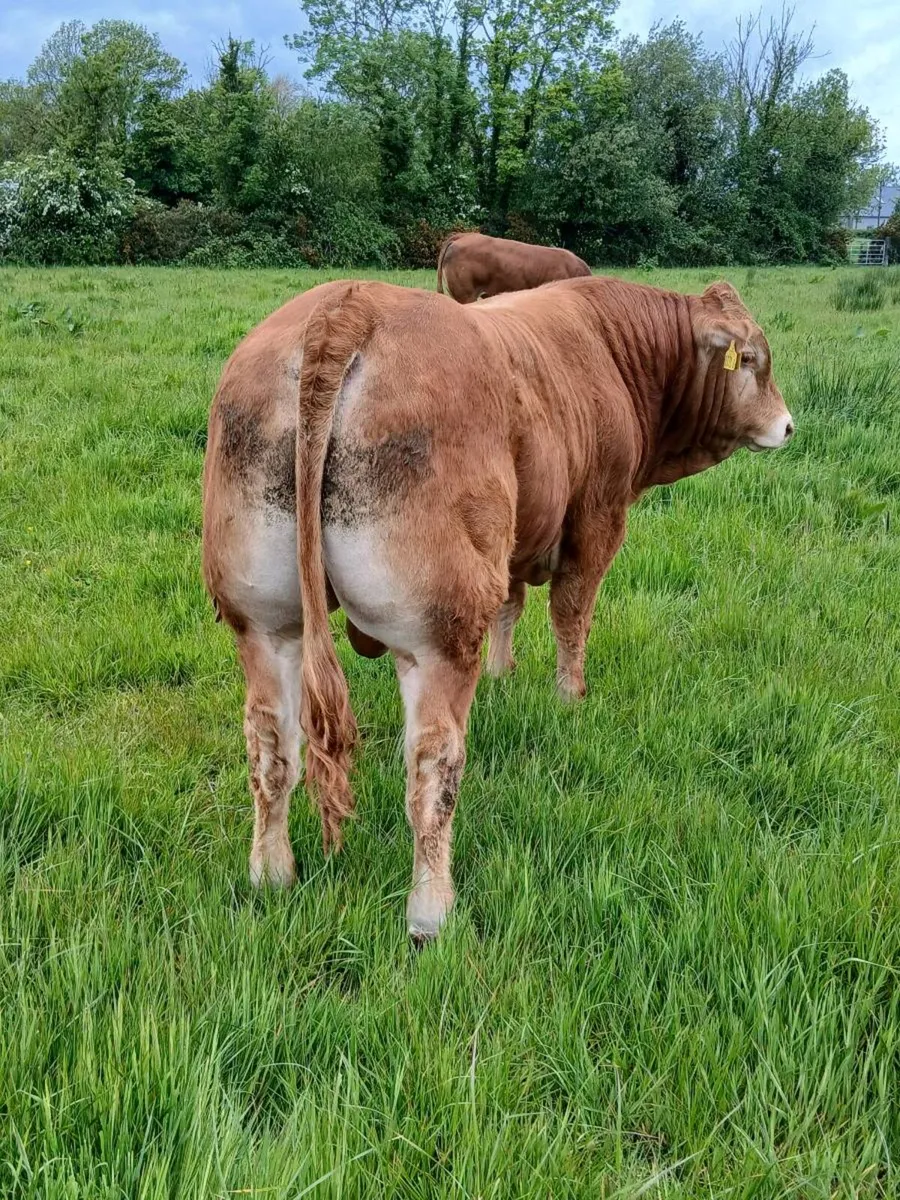 Bulls - Image 1