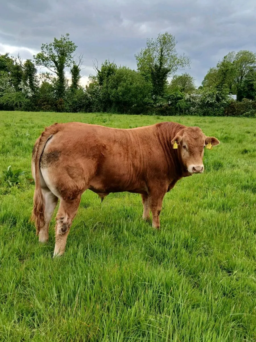 Bulls - Image 2