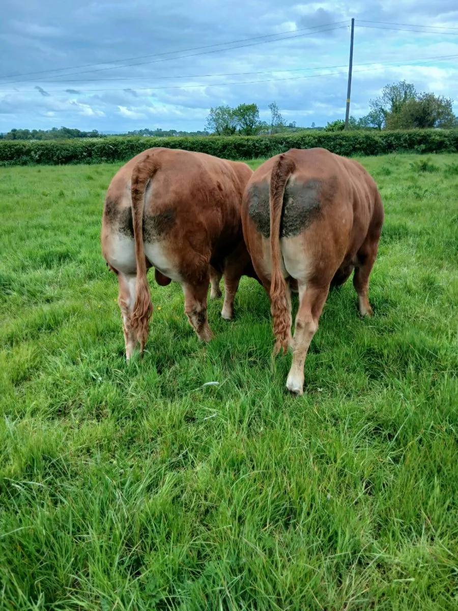 Bulls - Image 3