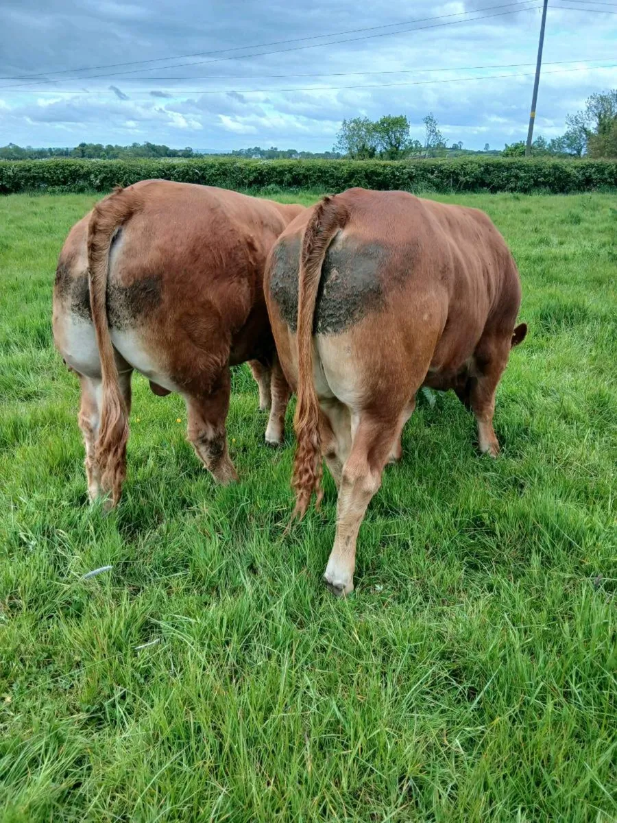 Bulls - Image 4
