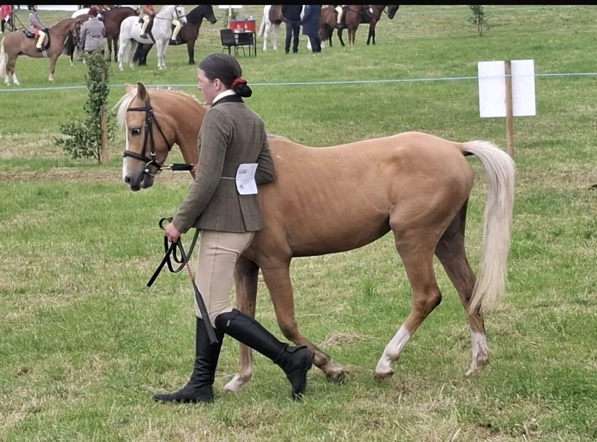 Eye Catching Pony - Image 2