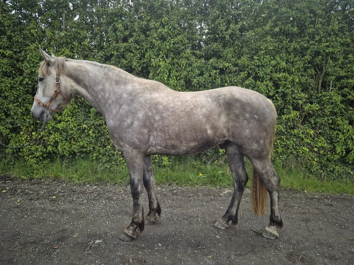 3year old RID gelding 17.2 - Image 1