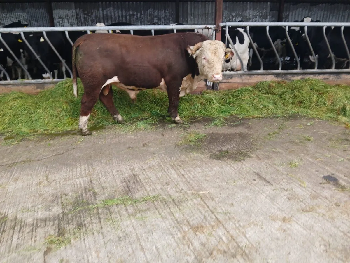 Pb Hereford bull