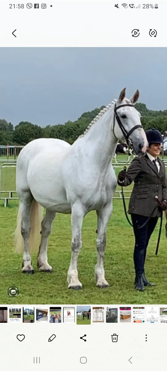 3year old RID gelding 17.2 - Image 3