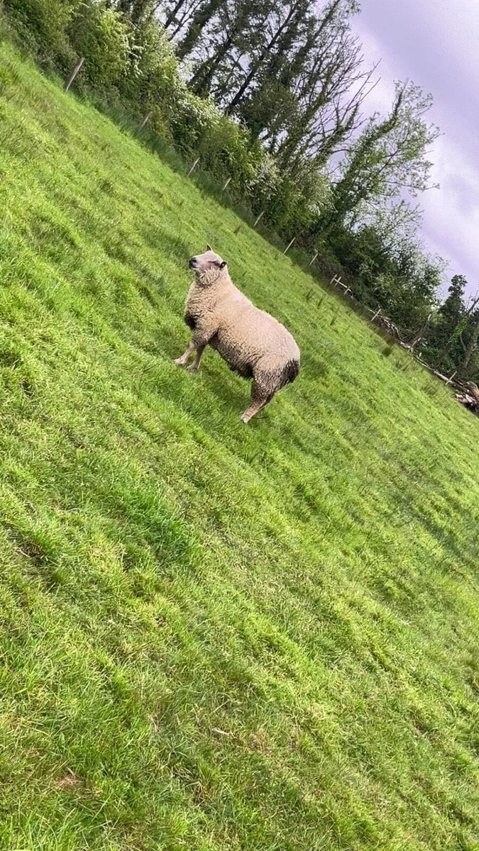 Charlollais ram - Image 1
