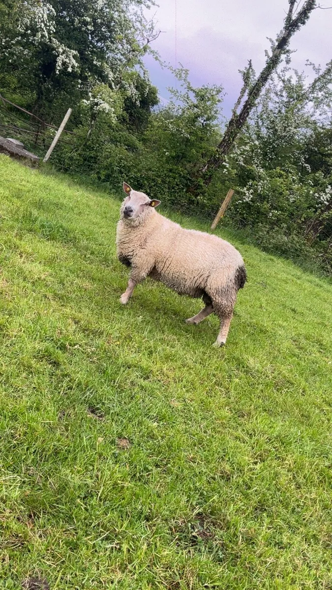 Charlollais ram - Image 2
