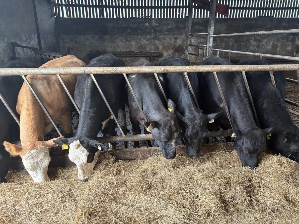 7 Two-year old Heifers - Image 1