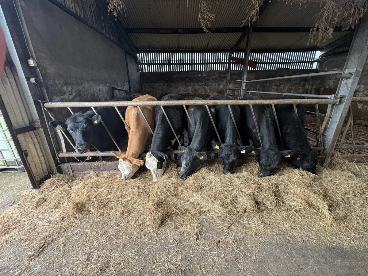 7 Two-year old Heifers - Image 2