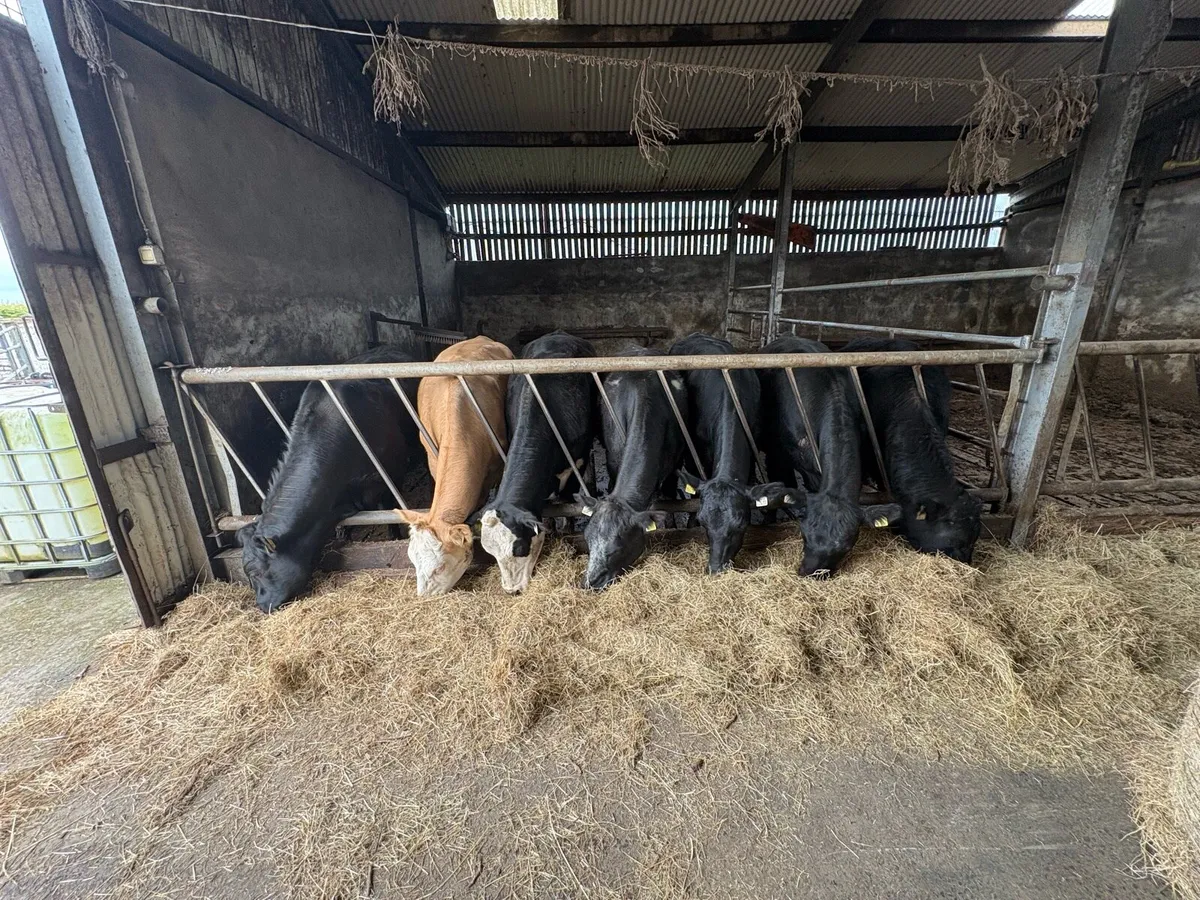 7 Two-year old Heifers - Image 3