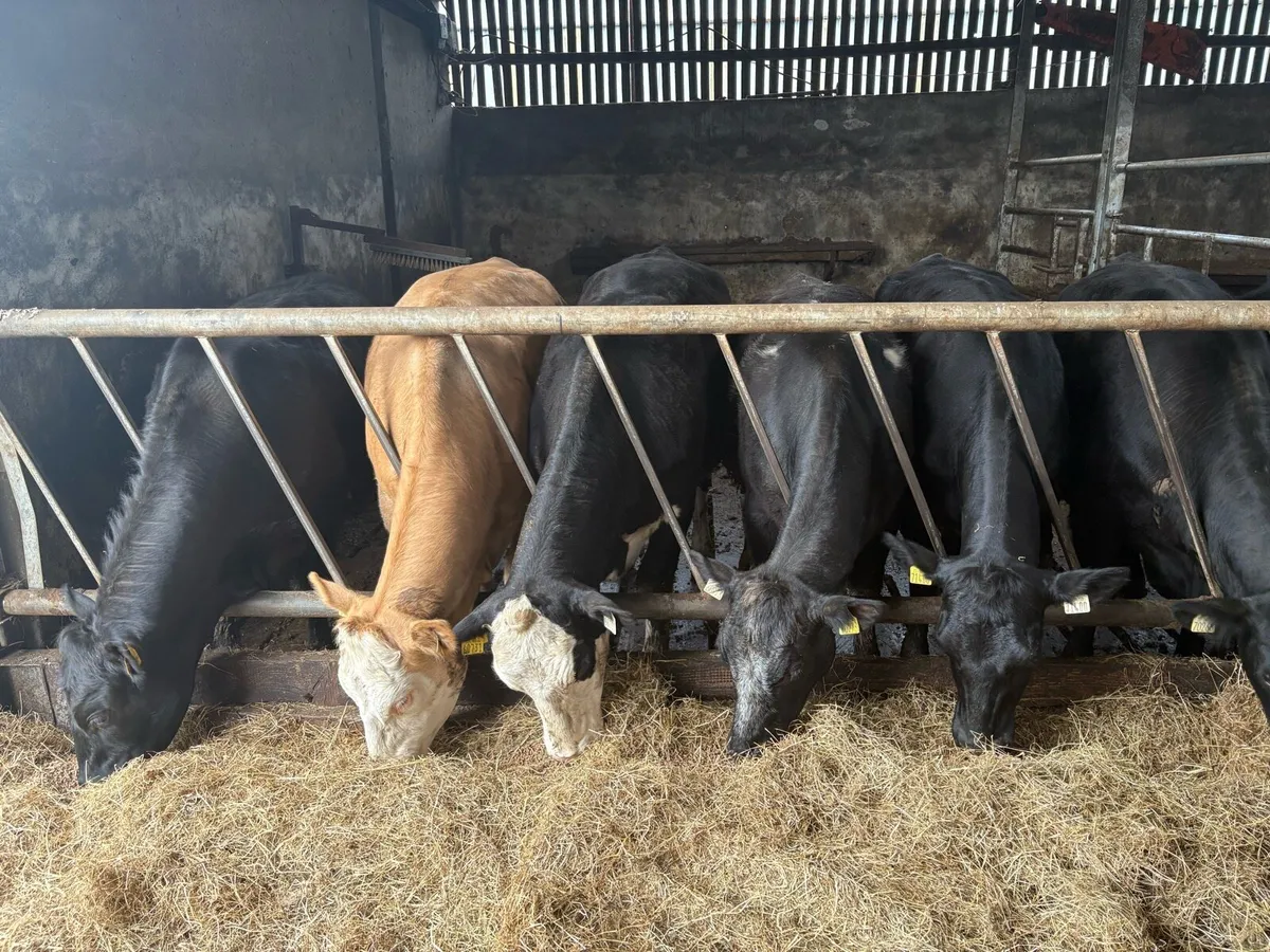 7 Two-year old Heifers - Image 4