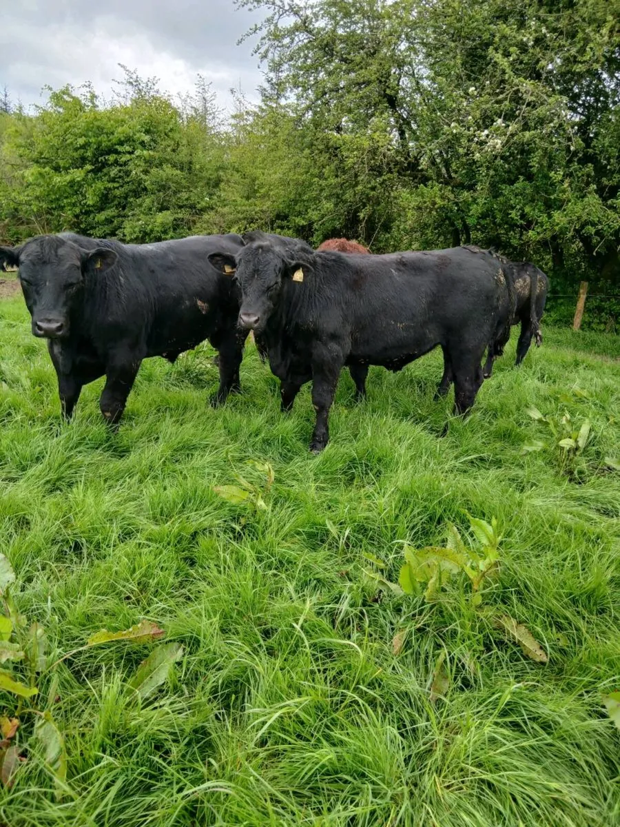Bulls - Image 1