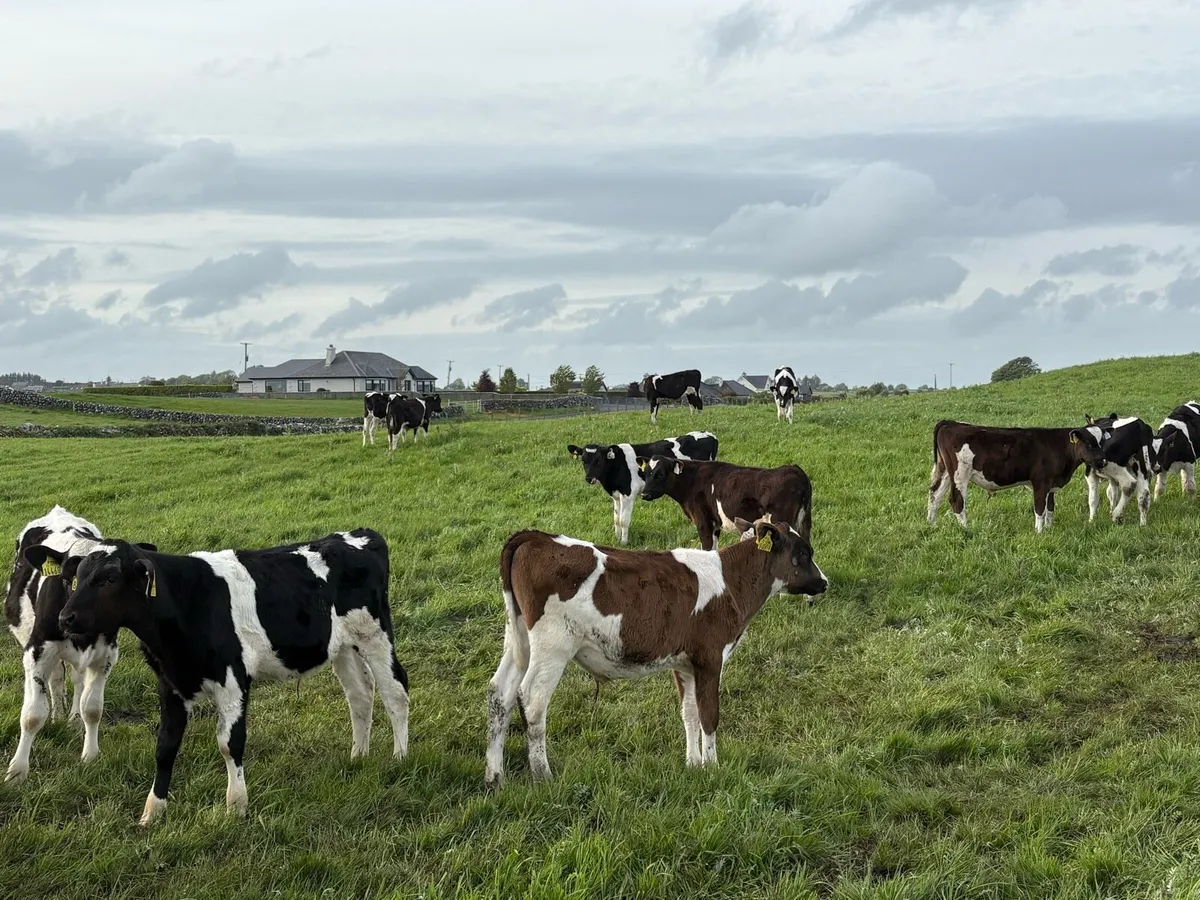 30 fully reared friesian bulls - Image 2