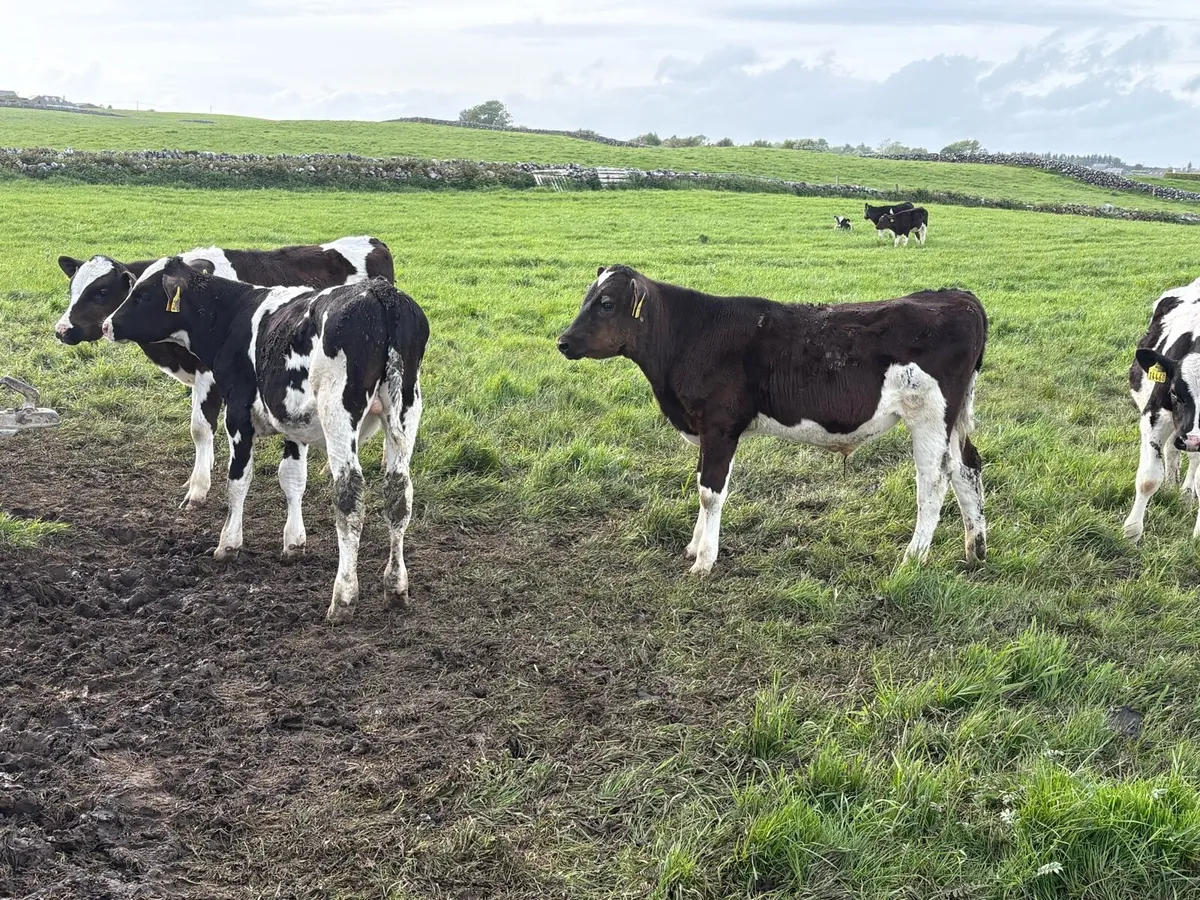 30 fully reared friesian bulls - Image 1