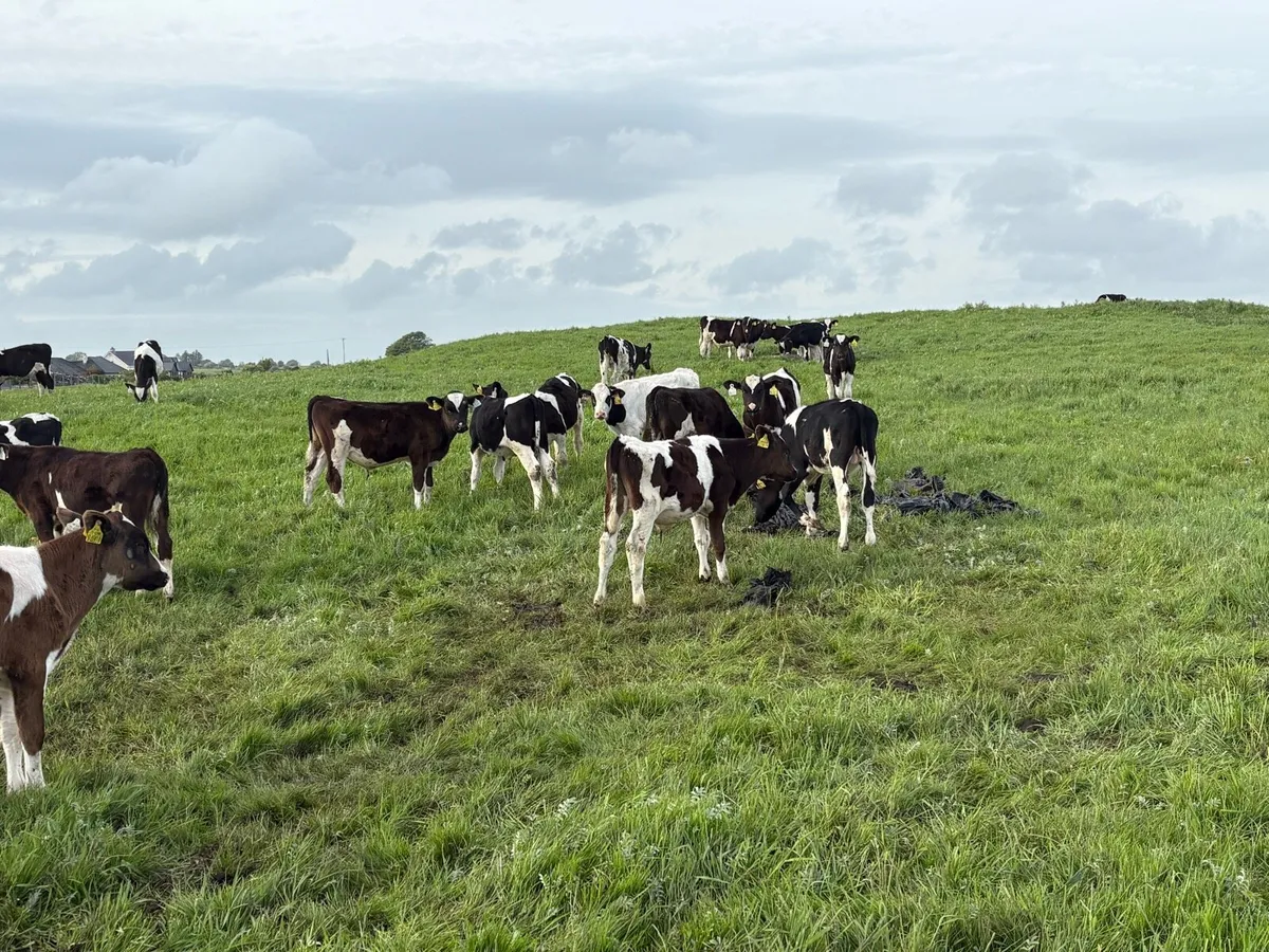 30 fully reared friesian bulls - Image 3