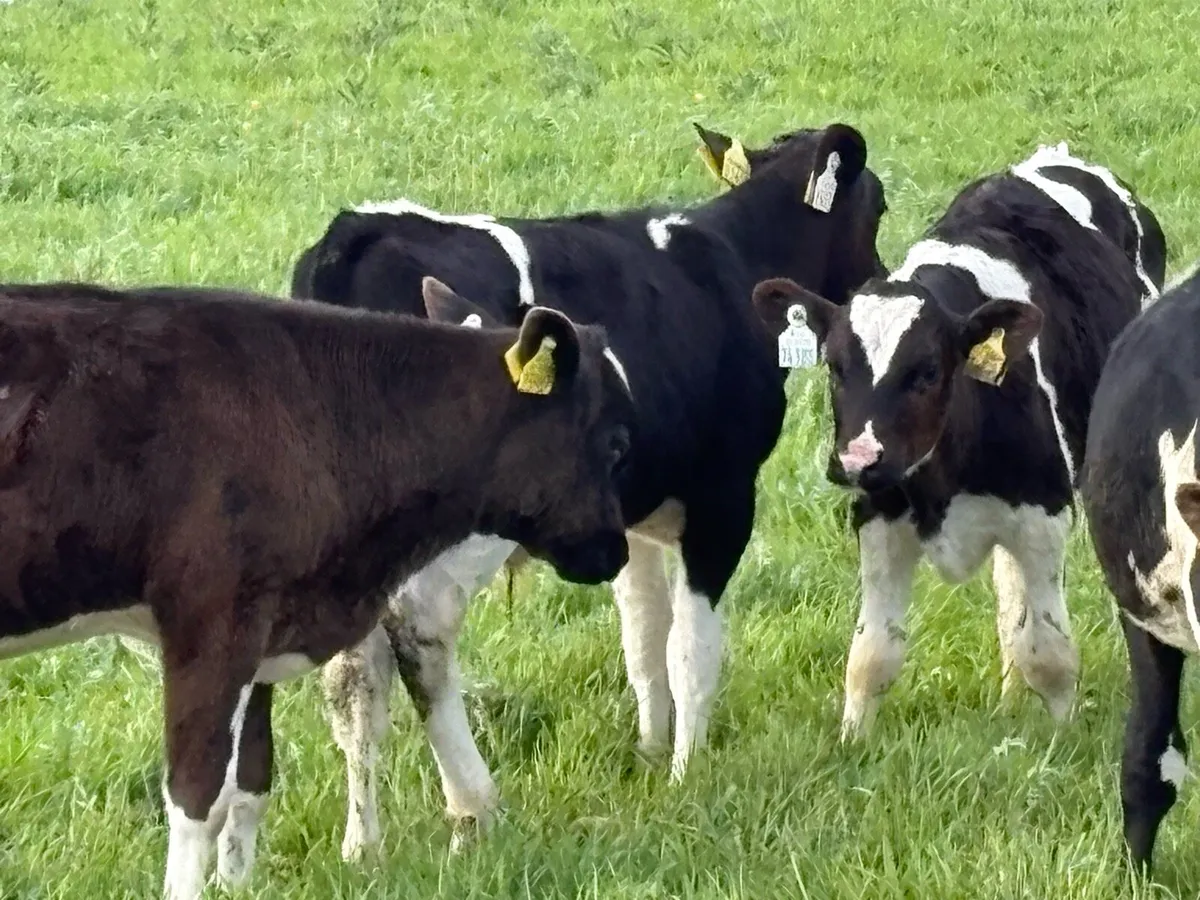 30 fully reared friesian bulls - Image 4