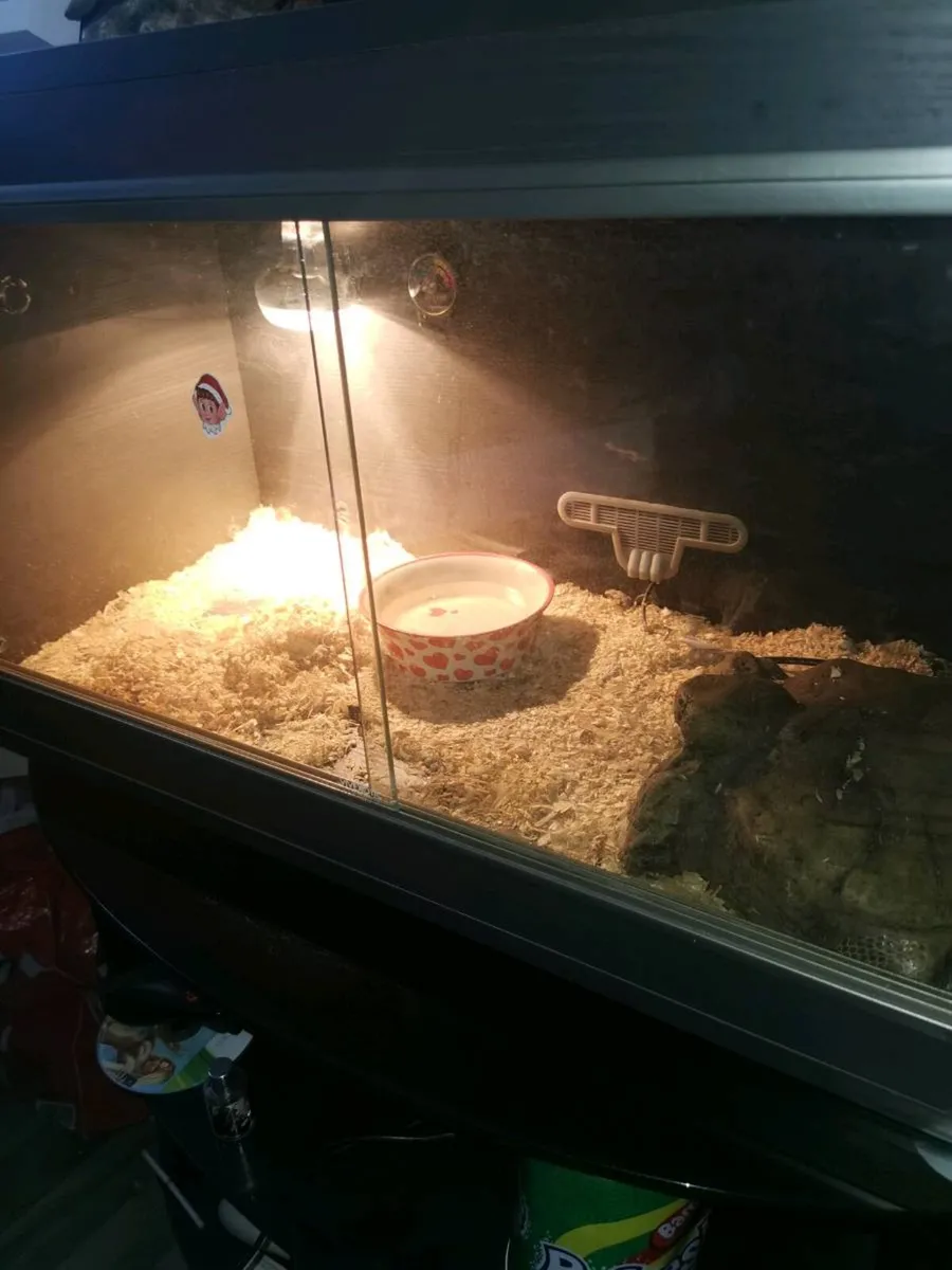 Corn snake - Image 1
