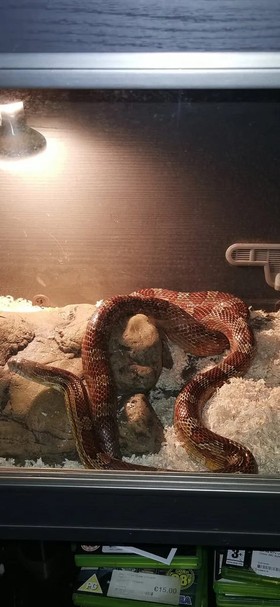 Corn snake - Image 2