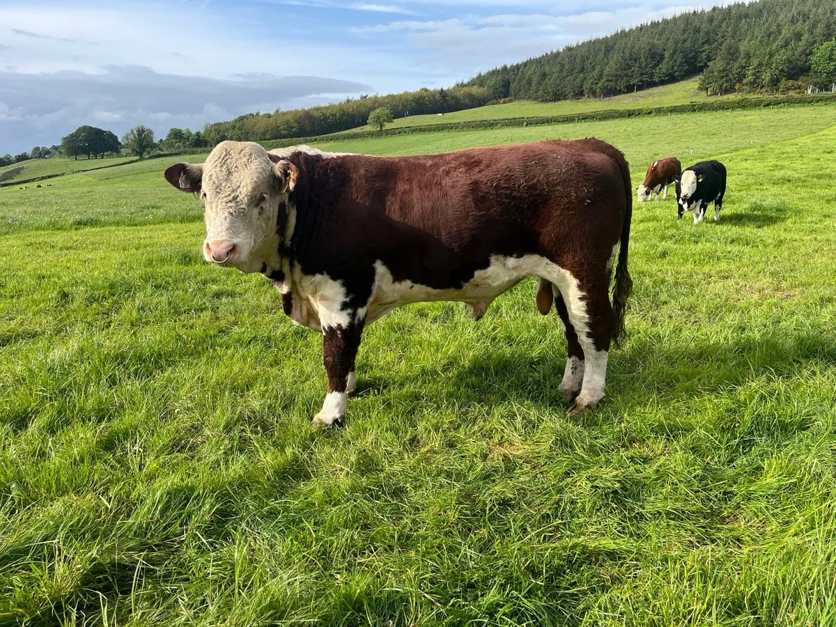 Pedigree Hereford Bull - Image 2