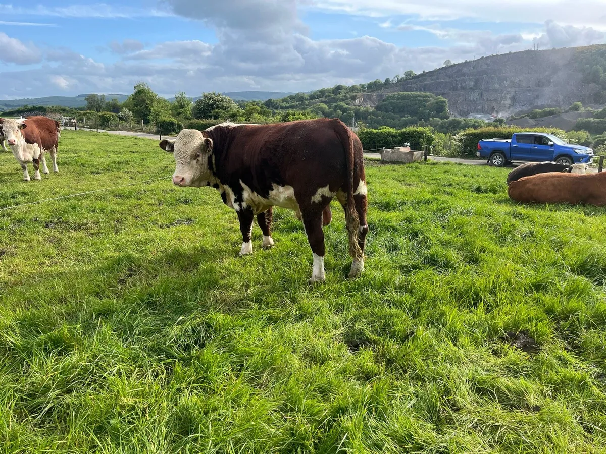 Pedigree Hereford Bull - Image 4