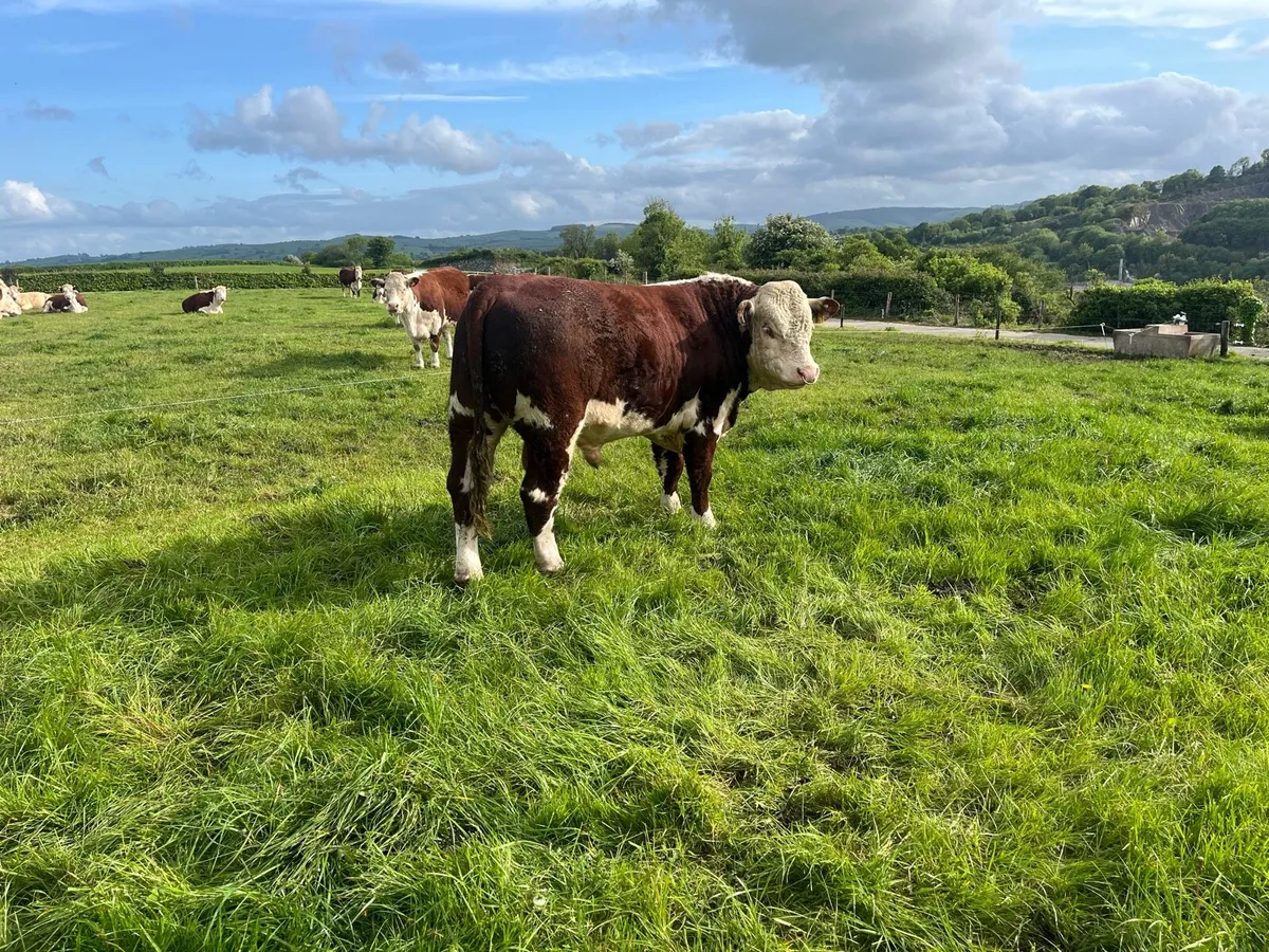 Pedigree Hereford Bull - Image 3
