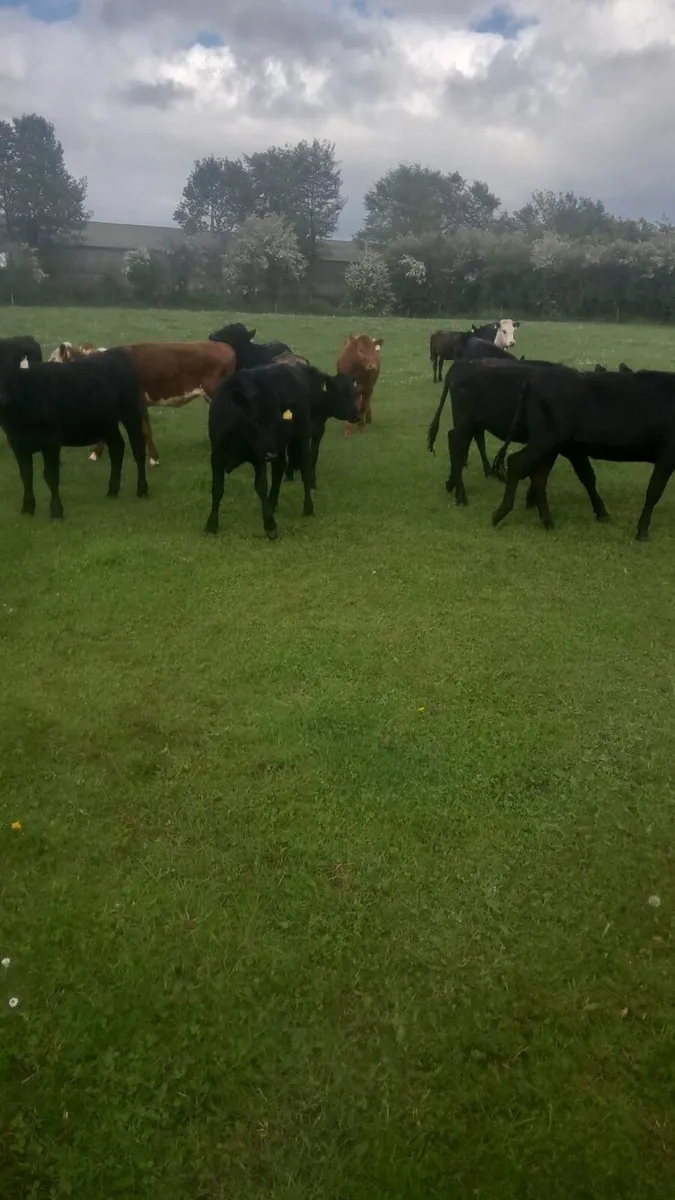 Angus and Hereford heifers - Image 1