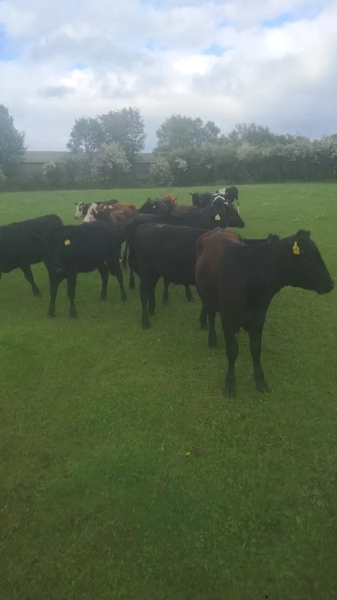 Angus and Hereford heifers - Image 2