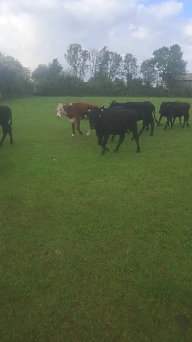 Angus and Hereford heifers - Image 3