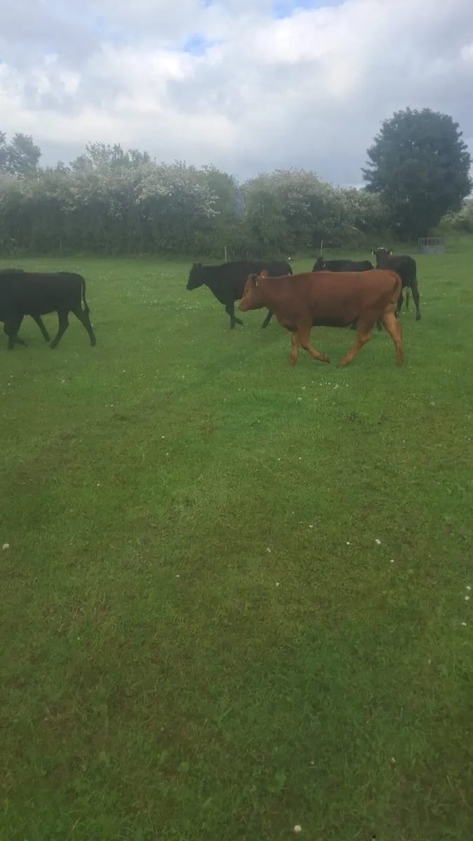 Angus and Hereford heifers - Image 4