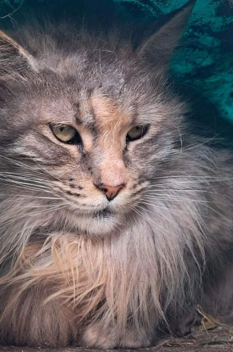 Cats - Image 1