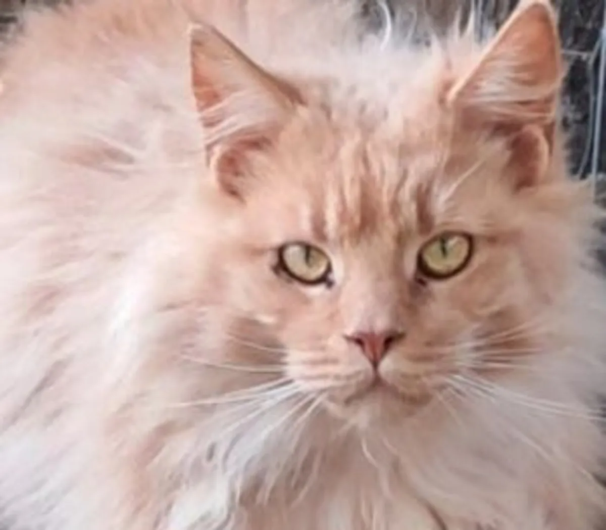 Cats - Image 2